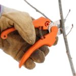 Gloved Hand Using Pruning Shears on a Small Branch