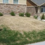 Turf Mite Damage - Dead Lawn and Brown Grass