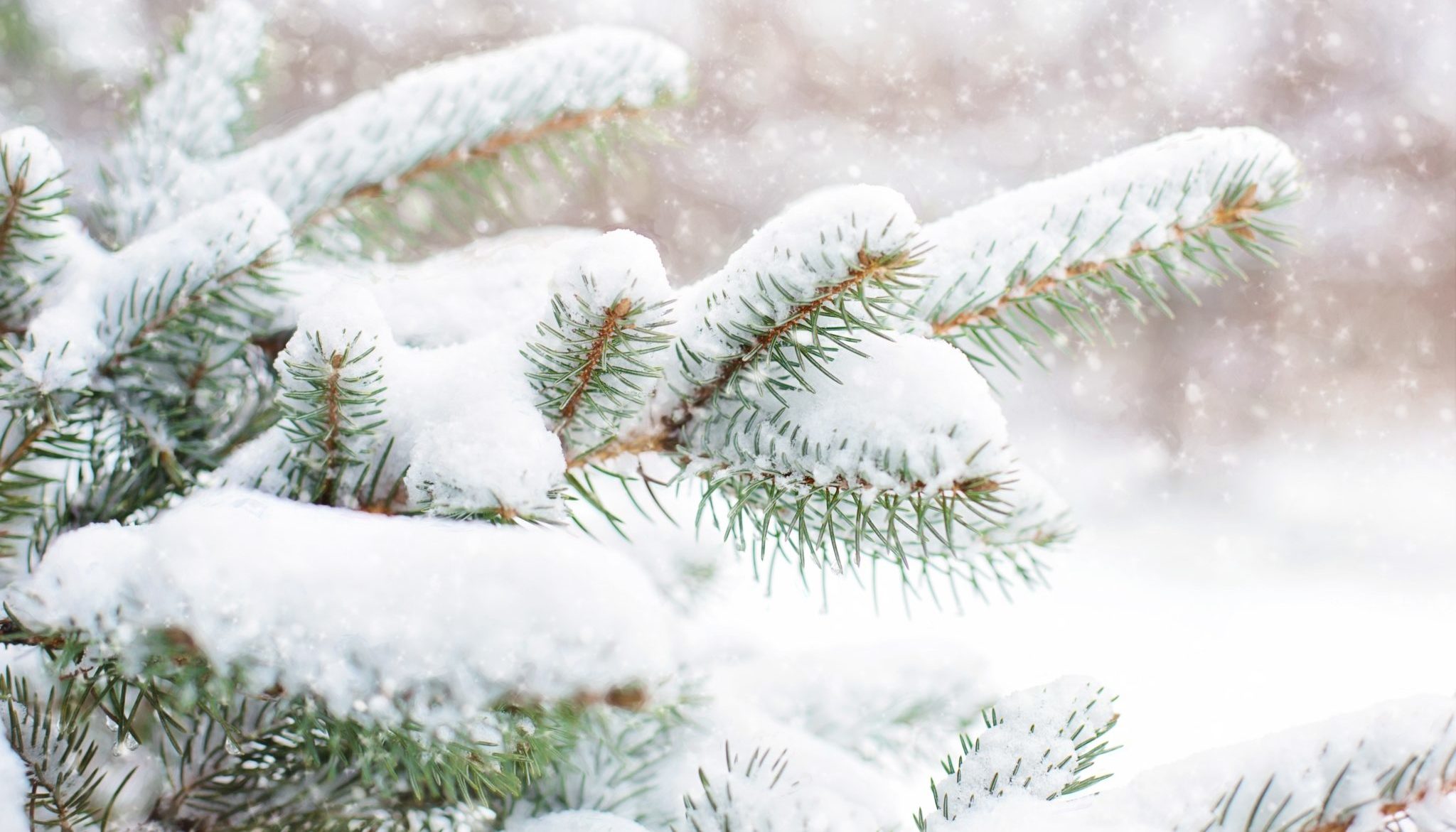 snow-covering-pine-tree-3334585