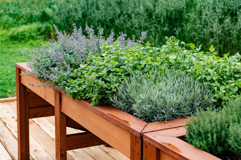 Pictured are a few of the plants that repel pests including lavender, mint, and rosemary.